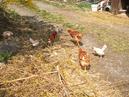 Animal Rescue Farm at Goat Coats