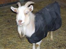 Goat Coat Shop