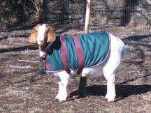 30" Goat Coat