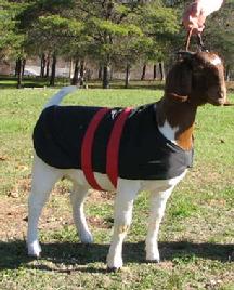 Goat Coat Size 26"