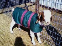Goat coats