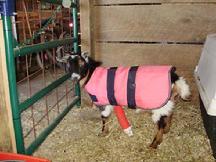 Goat Coats