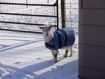 Goat Coats